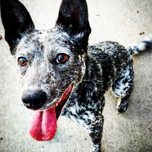 Meet your Posher, Kane